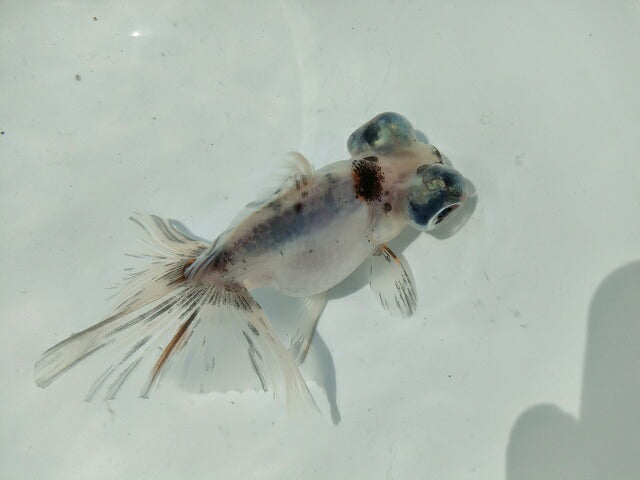生体飯田産オランダ獅子頭弐歳魚約8センチ（1匹）オランダ/金魚/ローズテール/棚田産/きんぎょ/国産金魚【金魚小屋-希-福岡】