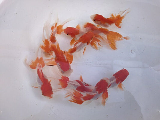 生体飯田産更紗オランダ獅子頭弐歳魚約8センチ（1匹）オランダ/金魚/ローズテール/棚田産/きんぎょ/国産金魚【金魚小屋-希-福岡】