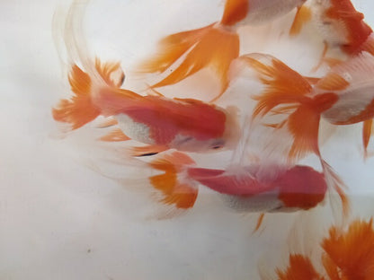 生体飯田産更紗オランダ獅子頭弐歳魚約8センチ（1匹）オランダ/金魚/ローズテール/棚田産/きんぎょ/国産金魚【金魚小屋-希-福岡】