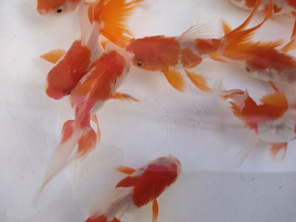 生体飯田産更紗オランダ獅子頭弐歳魚約8センチ（1匹）オランダ/金魚/ローズテール/棚田産/きんぎょ/国産金魚【金魚小屋-希-福岡】