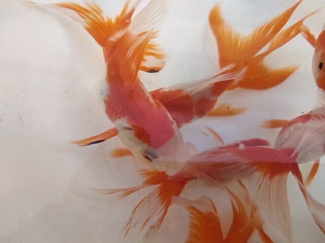 生体安井産更紗オランダ獅子頭弐歳魚約8センチ（1匹）オランダ/金魚/ローズテール/棚田産/きんぎょ/国産金魚【金魚小屋-希-福岡】