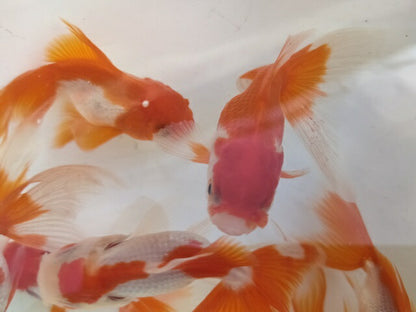 生体安井産更紗オランダ獅子頭弐歳魚約8センチ（1匹）オランダ/金魚/ローズテール/棚田産/きんぎょ/国産金魚【金魚小屋-希-福岡】