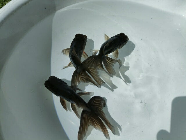 倉庫◆生体オランダショートテール当歳魚約4〜5センチ（1匹）オランダ/金魚/琉金/きんぎょ/国産金魚【金魚小屋-希-福岡】