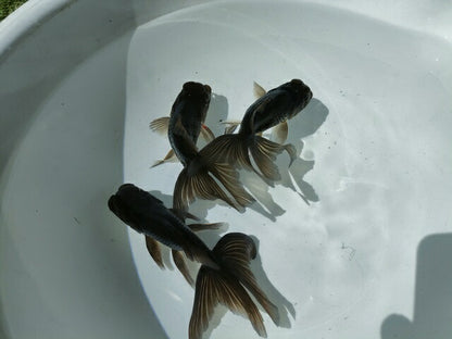 倉庫◆生体オランダショートテール当歳魚約4〜5センチ（1匹）オランダ/金魚/琉金/きんぎょ/国産金魚【金魚小屋-希-福岡】