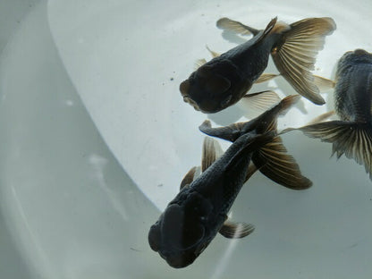 倉庫◆生体オランダショートテール当歳魚約4〜5センチ（1匹）オランダ/金魚/琉金/きんぎょ/国産金魚【金魚小屋-希-福岡】