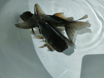 倉庫◆生体オランダショートテール当歳魚約4〜5センチ（1匹）オランダ/金魚/琉金/きんぎょ/国産金魚【金魚小屋-希-福岡】