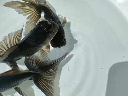 倉庫◆生体オランダショートテール当歳魚約4〜5センチ（1匹）オランダ/金魚/琉金/きんぎょ/国産金魚【金魚小屋-希-福岡】