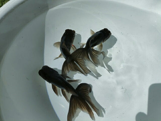 倉庫◆生体オランダショートテール当歳魚約4〜5センチ（1匹）オランダ/金魚/琉金/きんぎょ/国産金魚【金魚小屋-希-福岡】