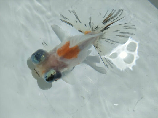 生体飯田産オランダ獅子頭弐歳魚約8センチ（1匹）オランダ/金魚/ローズテール/棚田産/きんぎょ/国産金魚【金魚小屋-希-福岡】