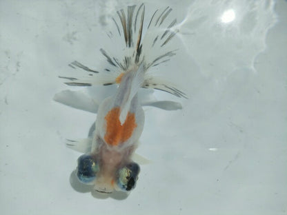 生体飯田産オランダ獅子頭弐歳魚約8センチ（1匹）オランダ/金魚/ローズテール/棚田産/きんぎょ/国産金魚【金魚小屋-希-福岡】