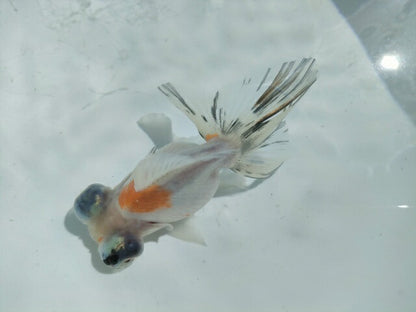 生体飯田産オランダ獅子頭弐歳魚約8センチ（1匹）オランダ/金魚/ローズテール/棚田産/きんぎょ/国産金魚【金魚小屋-希-福岡】