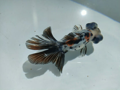 生体飯田産オランダ獅子頭弐歳魚約8センチ（1匹）オランダ/金魚/ローズテール/棚田産/きんぎょ/国産金魚【金魚小屋-希-福岡】