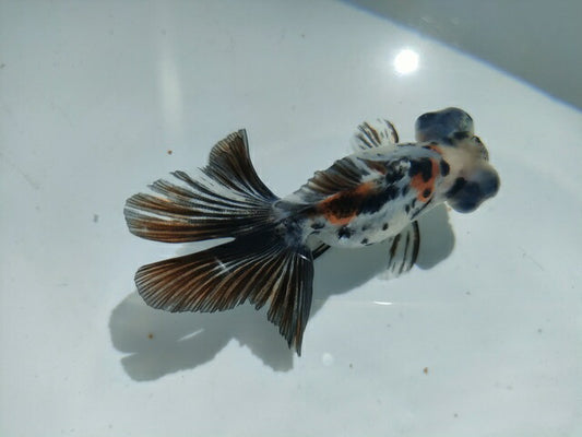 生体飯田産オランダ獅子頭弐歳魚約8センチ（1匹）オランダ/金魚/ローズテール/棚田産/きんぎょ/国産金魚【金魚小屋-希-福岡】