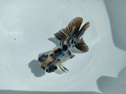 生体飯田産オランダ獅子頭弐歳魚約8センチ（1匹）オランダ/金魚/ローズテール/棚田産/きんぎょ/国産金魚【金魚小屋-希-福岡】