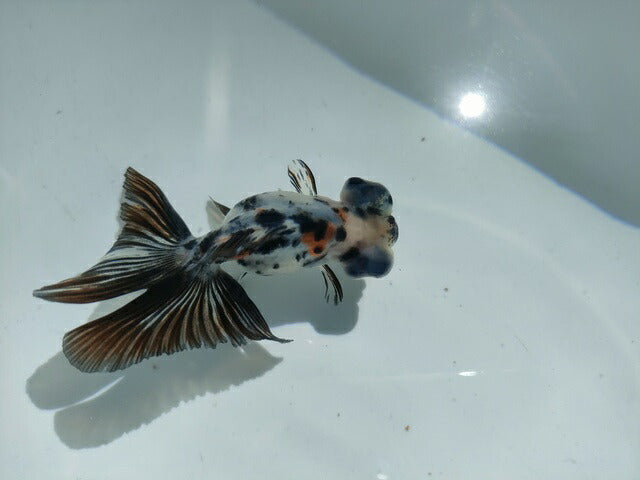 生体飯田産オランダ獅子頭弐歳魚約8センチ（1匹）オランダ/金魚/ローズテール/棚田産/きんぎょ/国産金魚【金魚小屋-希-福岡】