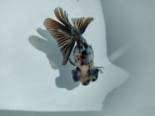 生体飯田産オランダ獅子頭弐歳魚約8センチ（1匹）オランダ/金魚/ローズテール/棚田産/きんぎょ/国産金魚【金魚小屋-希-福岡】