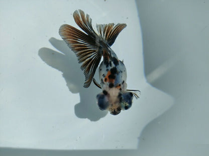 生体飯田産オランダ獅子頭弐歳魚約8センチ（1匹）オランダ/金魚/ローズテール/棚田産/きんぎょ/国産金魚【金魚小屋-希-福岡】