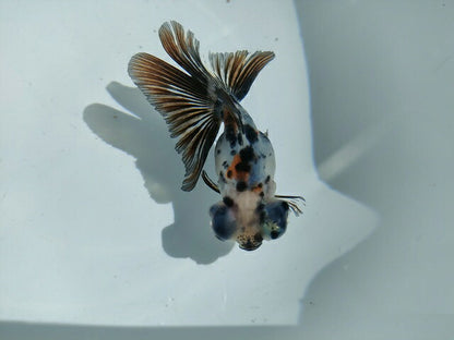 生体飯田産オランダ獅子頭弐歳魚約8センチ（1匹）オランダ/金魚/ローズテール/棚田産/きんぎょ/国産金魚【金魚小屋-希-福岡】
