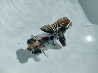 生体飯田産オランダ獅子頭弐歳魚約8センチ（1匹）オランダ/金魚/ローズテール/棚田産/きんぎょ/国産金魚【金魚小屋-希-福岡】