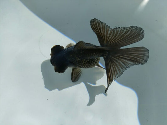 生体飯田産オランダ獅子頭弐歳魚約8センチ（1匹）オランダ/金魚/ローズテール/棚田産/きんぎょ/国産金魚【金魚小屋-希-福岡】