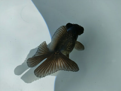 生体飯田産オランダ獅子頭弐歳魚約8センチ（1匹）オランダ/金魚/ローズテール/棚田産/きんぎょ/国産金魚【金魚小屋-希-福岡】