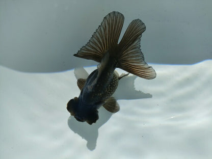 生体飯田産オランダ獅子頭弐歳魚約8センチ（1匹）オランダ/金魚/ローズテール/棚田産/きんぎょ/国産金魚【金魚小屋-希-福岡】