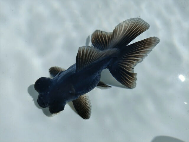 生体飯田産オランダ獅子頭弐歳魚約8センチ（1匹）オランダ/金魚/ローズテール/棚田産/きんぎょ/国産金魚【金魚小屋-希-福岡】