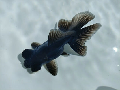 生体飯田産オランダ獅子頭弐歳魚約8センチ（1匹）オランダ/金魚/ローズテール/棚田産/きんぎょ/国産金魚【金魚小屋-希-福岡】