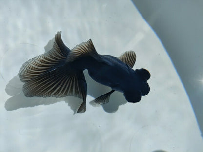 生体飯田産オランダ獅子頭弐歳魚約8センチ（1匹）オランダ/金魚/ローズテール/棚田産/きんぎょ/国産金魚【金魚小屋-希-福岡】