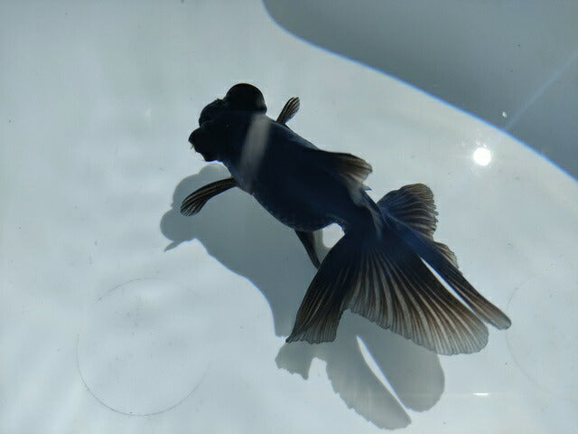 生体飯田産オランダ獅子頭弐歳魚約8センチ（1匹）オランダ/金魚/ローズテール/棚田産/きんぎょ/国産金魚【金魚小屋-希-福岡】