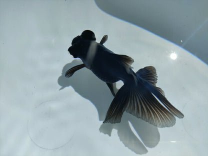 生体飯田産オランダ獅子頭弐歳魚約8センチ（1匹）オランダ/金魚/ローズテール/棚田産/きんぎょ/国産金魚【金魚小屋-希-福岡】