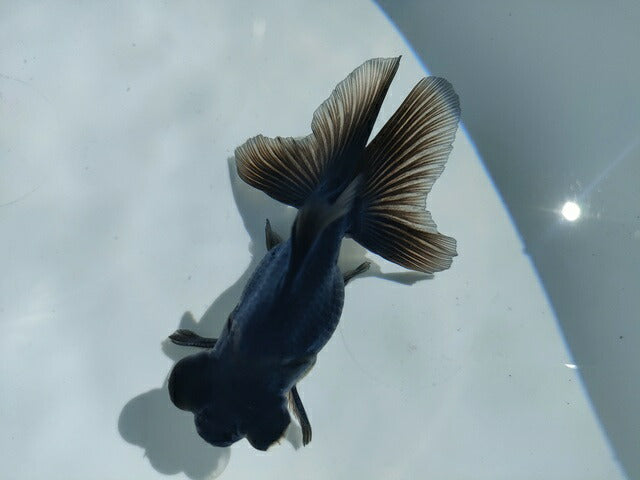 生体飯田産オランダ獅子頭弐歳魚約8センチ（1匹）オランダ/金魚/ローズテール/棚田産/きんぎょ/国産金魚【金魚小屋-希-福岡】