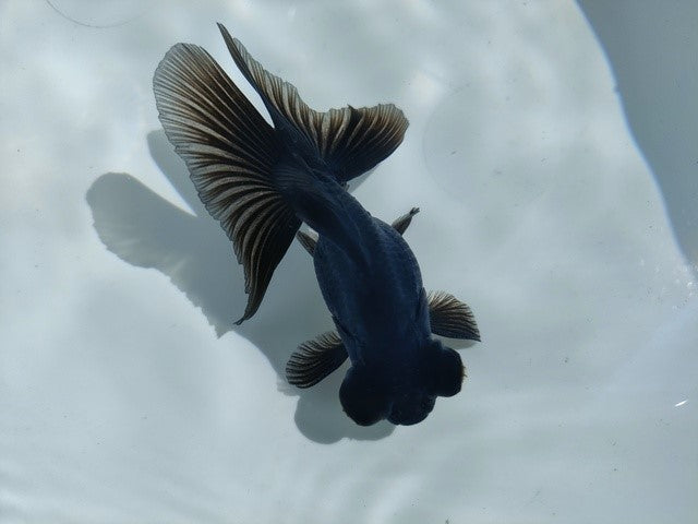 生体飯田産オランダ獅子頭弐歳魚約8センチ（1匹）オランダ/金魚/ローズテール/棚田産/きんぎょ/国産金魚【金魚小屋-希-福岡】