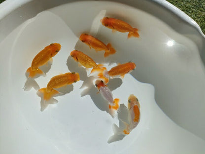 生体飯田産オランダ獅子頭弐歳魚約8センチ（1匹）オランダ/金魚/ローズテール/棚田産/きんぎょ/国産金魚【金魚小屋-希-福岡】