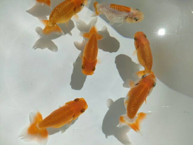 生体飯田産オランダ獅子頭弐歳魚約8センチ（1匹）オランダ/金魚/ローズテール/棚田産/きんぎょ/国産金魚【金魚小屋-希-福岡】