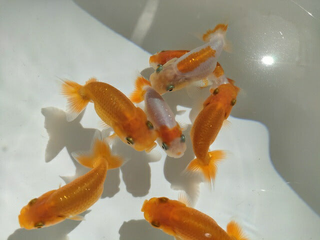 生体飯田産オランダ獅子頭弐歳魚約8センチ（1匹）オランダ/金魚/ローズテール/棚田産/きんぎょ/国産金魚【金魚小屋-希-福岡】