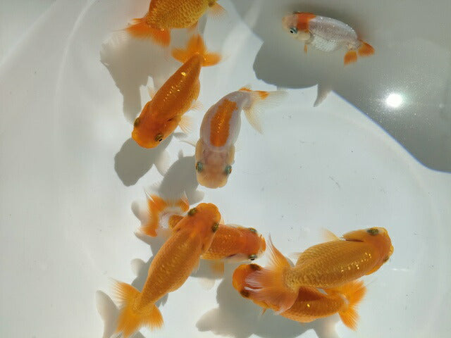 生体飯田産オランダ獅子頭弐歳魚約8センチ（1匹）オランダ/金魚/ローズテール/棚田産/きんぎょ/国産金魚【金魚小屋-希-福岡】