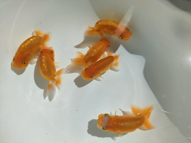 生体飯田産オランダ獅子頭弐歳魚約8センチ（1匹）オランダ/金魚/ローズテール/棚田産/きんぎょ/国産金魚【金魚小屋-希-福岡】