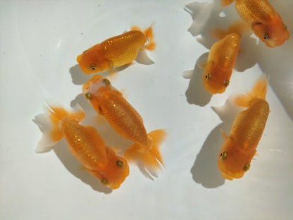 生体飯田産オランダ獅子頭弐歳魚約8センチ（1匹）オランダ/金魚/ローズテール/棚田産/きんぎょ/国産金魚【金魚小屋-希-福岡】