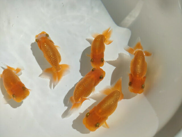 生体飯田産オランダ獅子頭弐歳魚約8センチ（1匹）オランダ/金魚/ローズテール/棚田産/きんぎょ/国産金魚【金魚小屋-希-福岡】