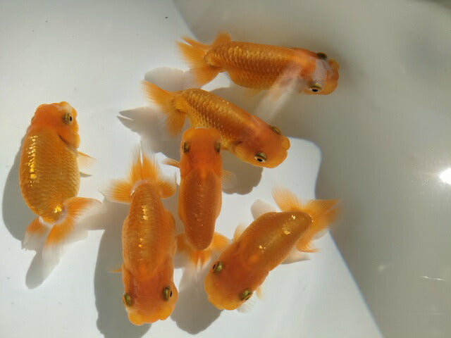 生体飯田産オランダ獅子頭弐歳魚約8センチ（1匹）オランダ/金魚/ローズテール/棚田産/きんぎょ/国産金魚【金魚小屋-希-福岡】