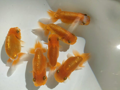 生体飯田産オランダ獅子頭弐歳魚約8センチ（1匹）オランダ/金魚/ローズテール/棚田産/きんぎょ/国産金魚【金魚小屋-希-福岡】