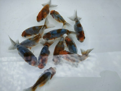 生体江戸錦弐歳魚約7センチ（1匹）らんちゅう/金魚/桜錦/変わりらんちゅう/きんぎょ/国産金魚【金魚小屋-希-福岡】