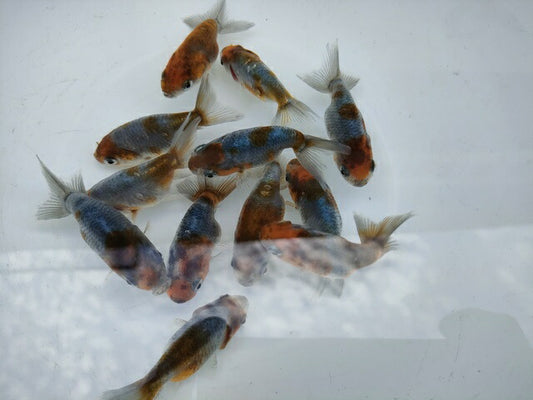 生体江戸錦弐歳魚約7センチ（1匹）らんちゅう/金魚/桜錦/変わりらんちゅう/きんぎょ/国産金魚【金魚小屋-希-福岡】