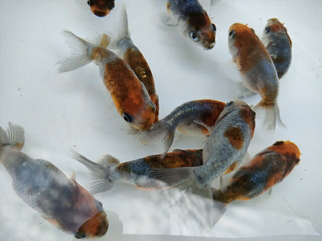 生体江戸錦弐歳魚約7センチ（1匹）らんちゅう/金魚/桜錦/変わりらんちゅう/きんぎょ/国産金魚【金魚小屋-希-福岡】