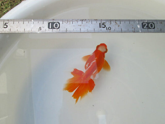 倉庫◆生体（1匹）  NO.4金魚弐歳魚(土佐錦×蝶尾）  約12センチ　土佐錦/金魚/蝶尾/チョウビ/きんぎょ/国産金魚【金魚小屋-希-福岡】