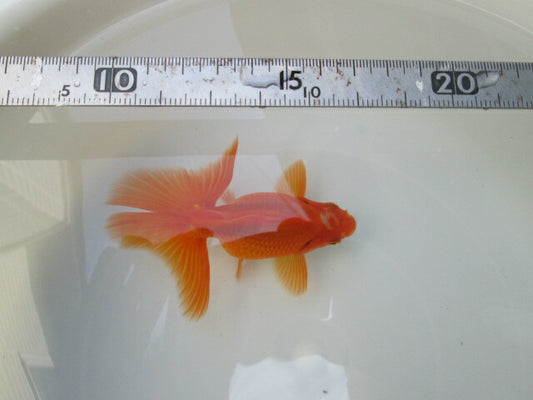 倉庫◆生体（1匹）  NO.5金魚弐歳魚(土佐錦×蝶尾）  約12センチ　土佐錦/金魚/蝶尾/チョウビ/きんぎょ/国産金魚【金魚小屋-希-福岡】