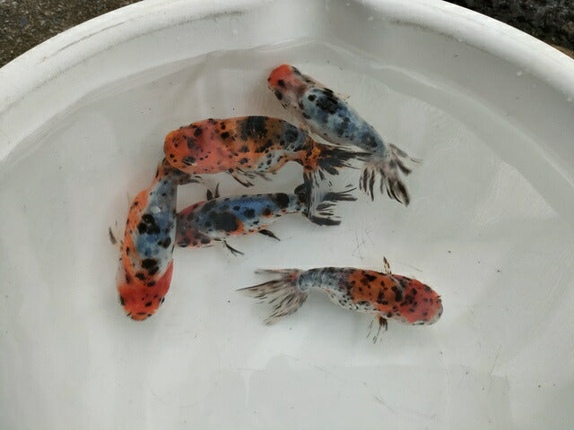 生体弥富産江戸錦弐歳魚約8センチ（1匹）らんちゅう/金魚/桜錦/変わりらんちゅう/きんぎょ/国産金魚【金魚小屋-希-福岡】