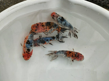 生体弥富産江戸錦弐歳魚約8センチ（1匹）らんちゅう/金魚/桜錦/変わりらんちゅう/きんぎょ/国産金魚【金魚小屋-希-福岡】