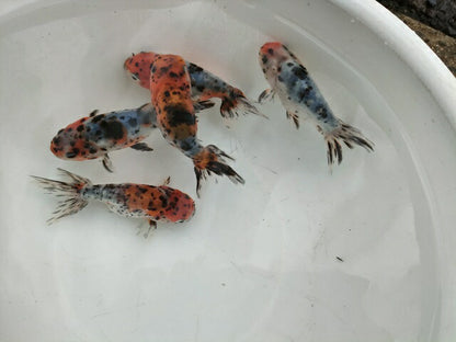 生体弥富産江戸錦弐歳魚約8センチ（1匹）らんちゅう/金魚/桜錦/変わりらんちゅう/きんぎょ/国産金魚【金魚小屋-希-福岡】